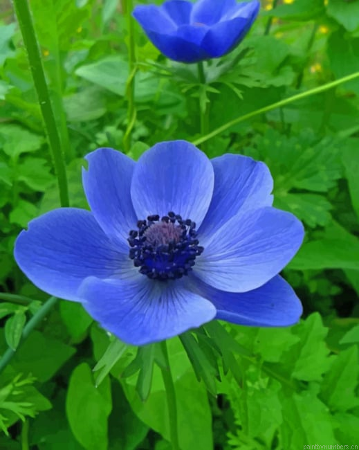 Blue Anemone Flower Painting By Numberss.png