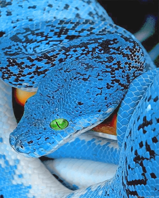 Blue Bellied Black Snake Reptiles Painting By Numbers.png