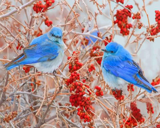 Blue Birds Painting By Numbers.png