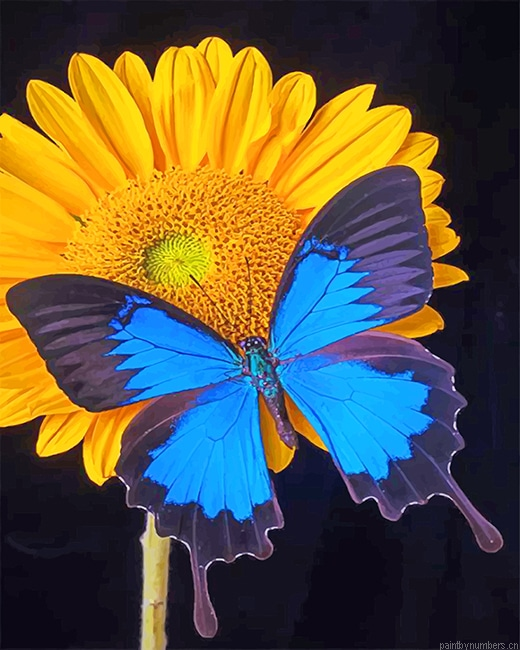 Blue Butterfly On Sunflower Insects Painting By Numberss.png