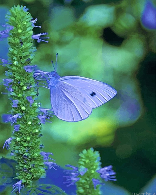 Blue Cabbage Butterfly Insects Painting By Numbers.png