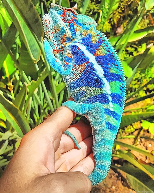 Blue Chameleon Reptiles Painting By Numberss.png