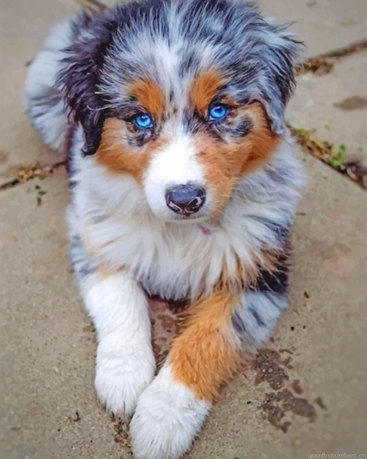 Blue Eyed Berger Painting By Numbers.png