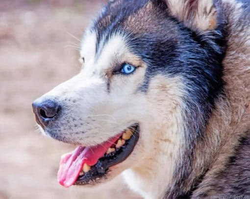 Blue Eyed Husky Animals Painting By Numbers.png