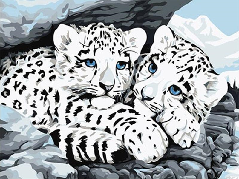 Blue Eyed Snow Leopard Cubs Painting By Numbers.png