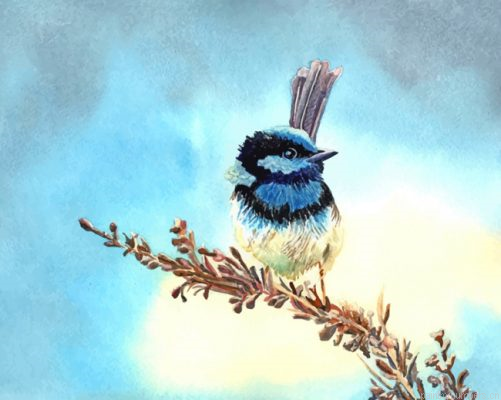 Blue Fairy Wren Painting By Numbers.png