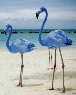 Blue Flamingos Painting By Numbers.png