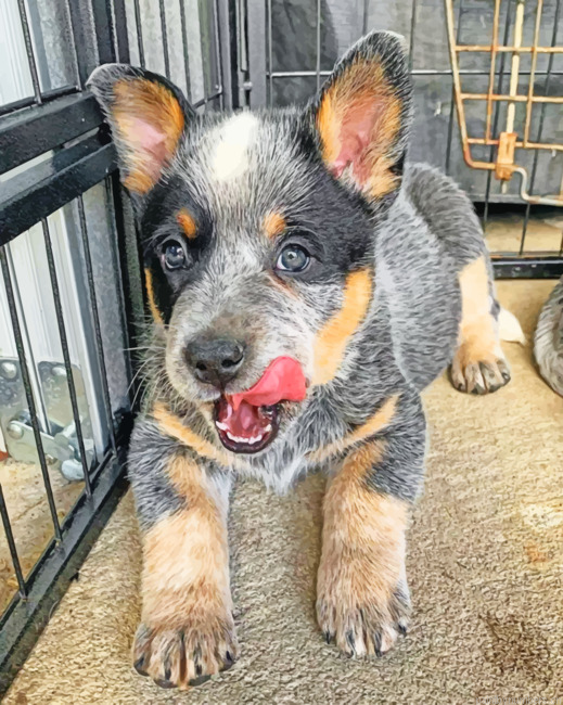 Blue Heeler Painting By Numbers.png