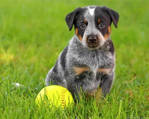 Blue Heeler Puppy Painting By Numbers.png