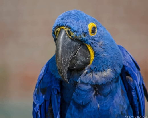Blue Hyacinth Macaw Parrot Painting By Numberss.png