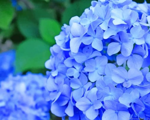 Blue Hydrangea Flower Painting By Numbers.png