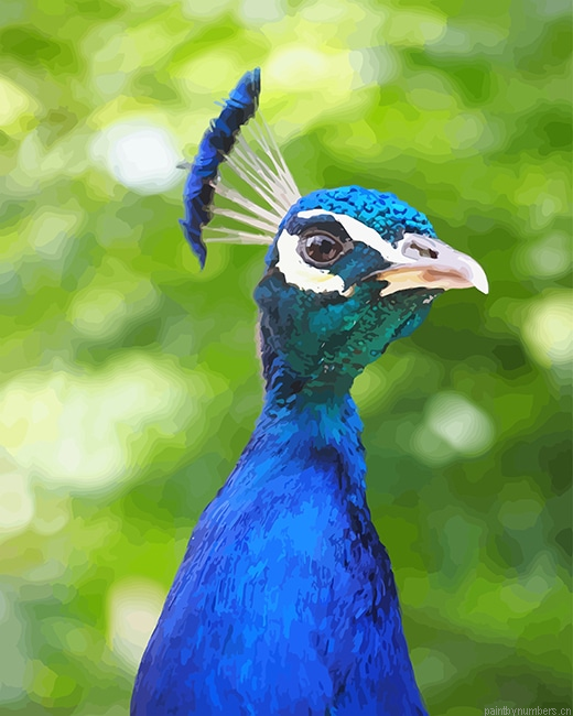 Blue Indian Peafowl Birds Painting By Numberss.png