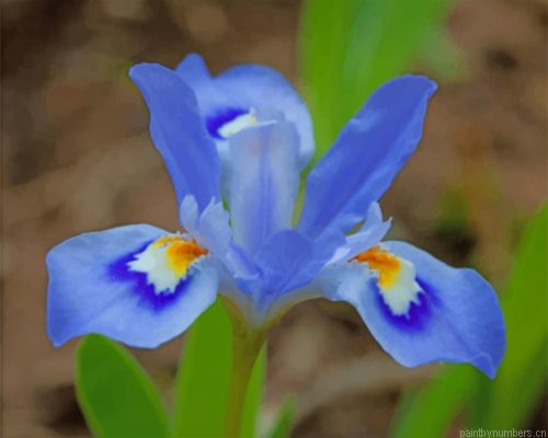 Blue Iris Flower Painting By Numbers.png