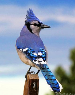 Blue Jay Bird Painting By Numbers.png