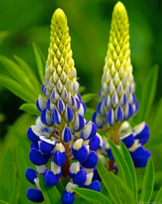 Blue Lupine Flowers Painting By Numberss.png