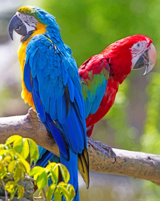 Blue Macaw And Scarlet Macaw Birds Painting By Numberss.png