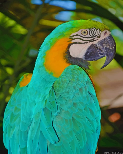 Blue Macaw Birds Painting By Numberss.png