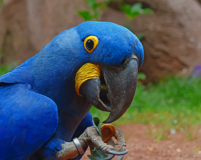 Blue Macaw Parrot Bird Painting By Numberss.png