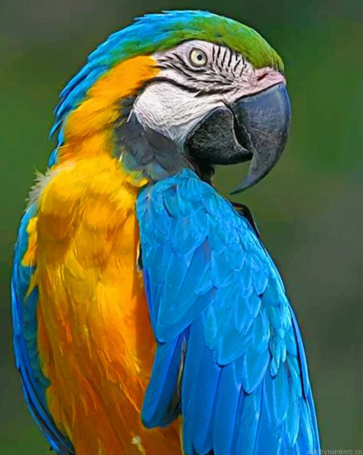 Blue Macaw Parrot Birds Painting By Numberss.png