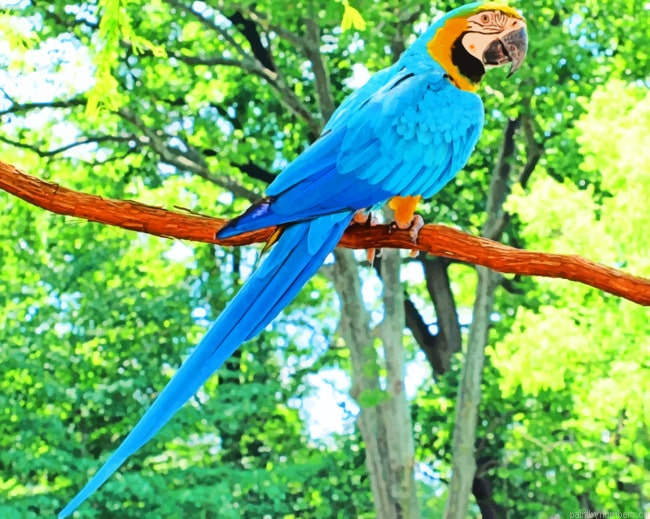 Blue Macaw Parrot Species Birds Painting By Numberss.png