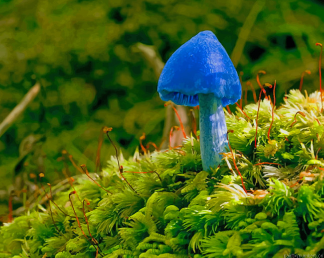 Blue Mushroom On Green Moss Animals Painting By Numberss.png