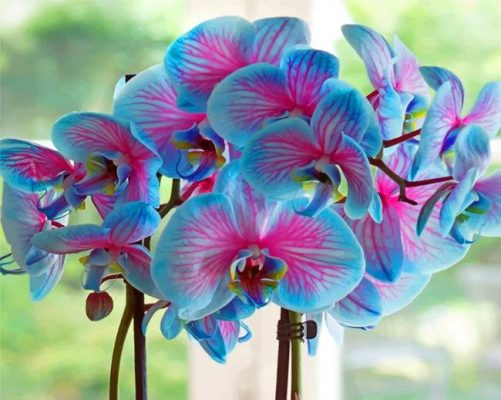 Blue Orchid Flowers Painting By Numbers.png