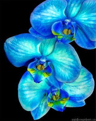 Blue Orchid Painting By Numbers.png