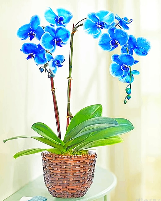 Blue Orchid Plants Painting By Numberss.png