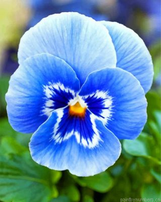 Blue Pansy Flower Painting By Numbers.png