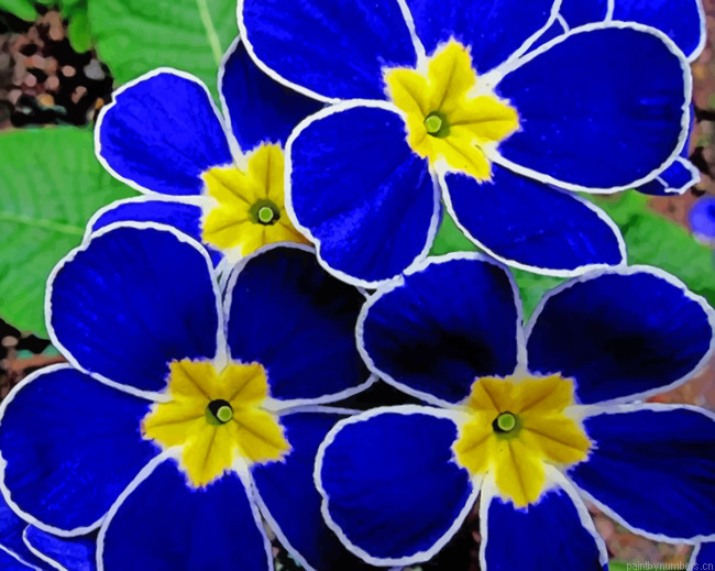 Blue Pansy Flowers Painting By Numbers.png