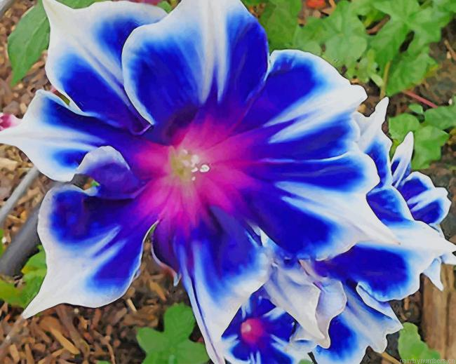 Blue Picotee Flower Painting By Numberss.png