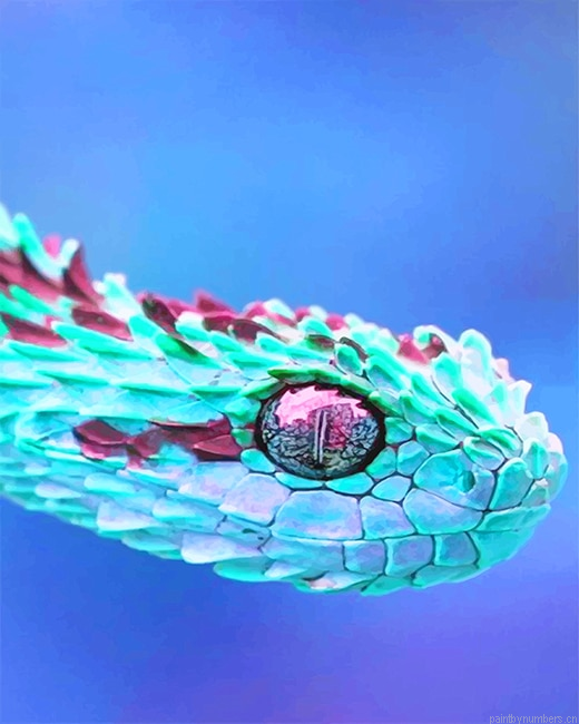 Blue Pink Bush Viper Reptiles Painting By Numbers.png