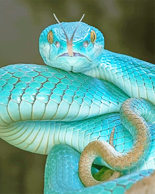 Blue Pit Viper Reptiles Painting By Numbers.png