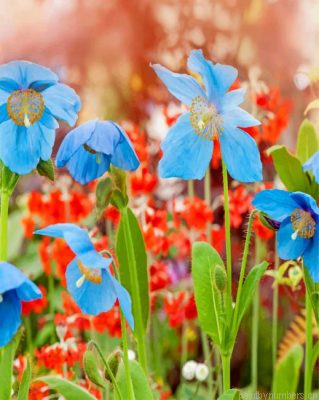 Blue Poppies Flowers Painting By Numbers.png