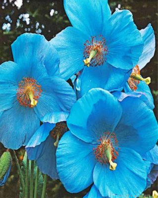 Blue Poppies Painting By Numbers.png