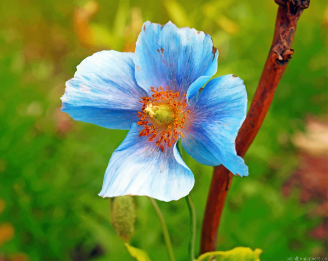 Blue Poppy Painting By Numbers.png