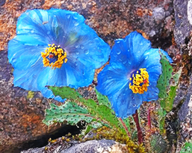 Blue Poppy Trek Painting By Numbers.png