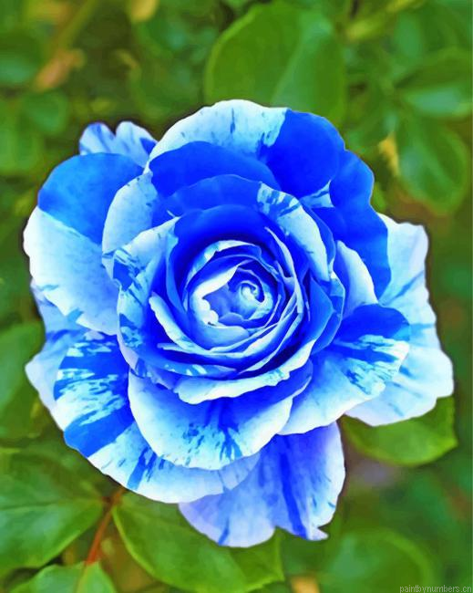 Blue Rose Painting By Numberss.png