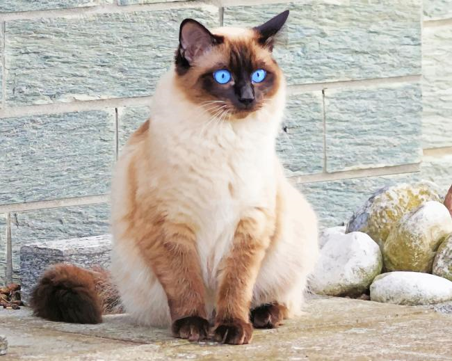 Blue Siamese Cat Eyes Animals Painting By Numberss.png