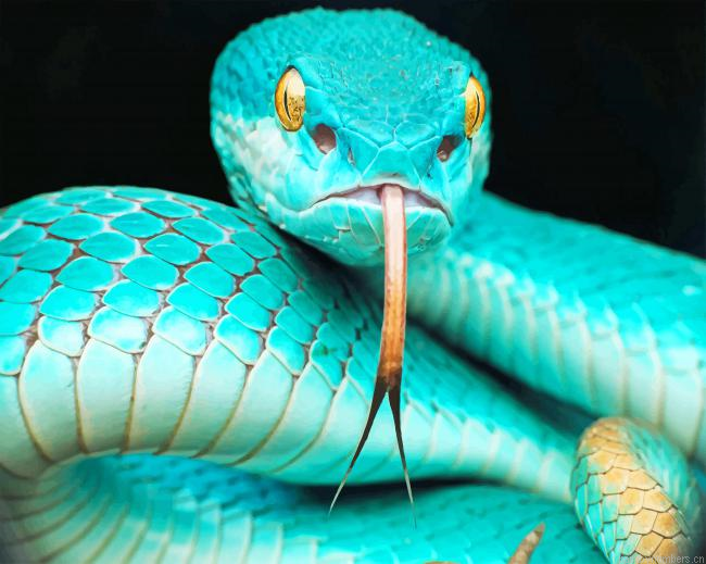 Blue Snake In The Moment Painting By Numberss.png