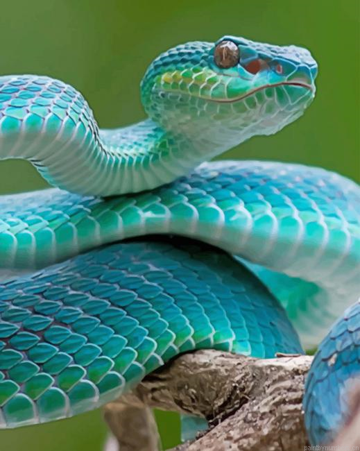 Blue Snake Reptiles Painting By Numberss.png