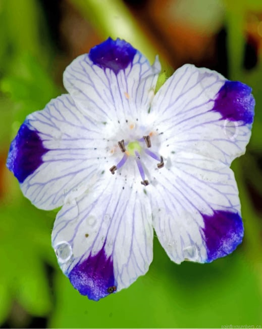 Blue Tips Violet Flower Painting By Numberss.png