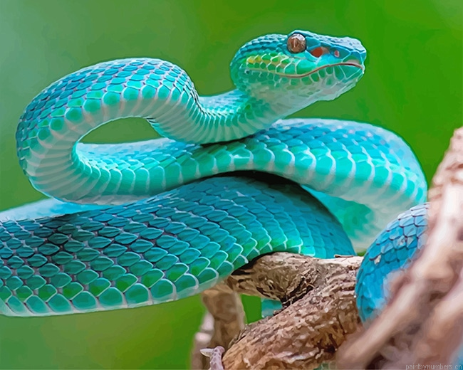 Blue Venom Snake Reptiles Painting By Numbers.png