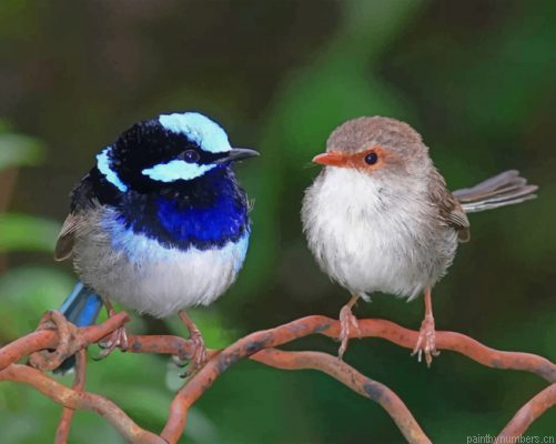 Blue Wren And Brown Bird Painting By Numbers.png