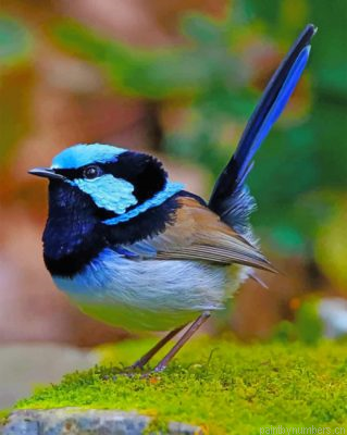 Blue Wren Bird Painting By Numbers.png