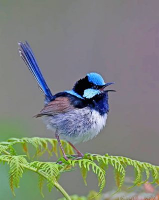 Blue Wren Painting By Numbers.png