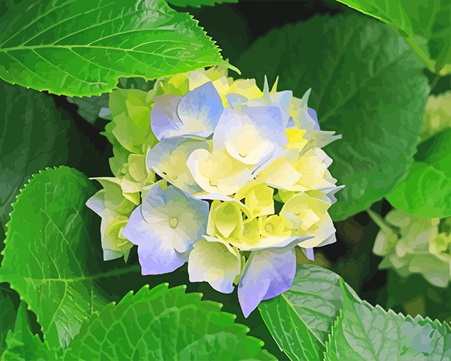 Blue Yellow Hydrangeas Flowers Painting By Numberss.png