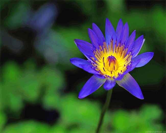 Blue Yellow Lotus Flower Painting By Numberss.png