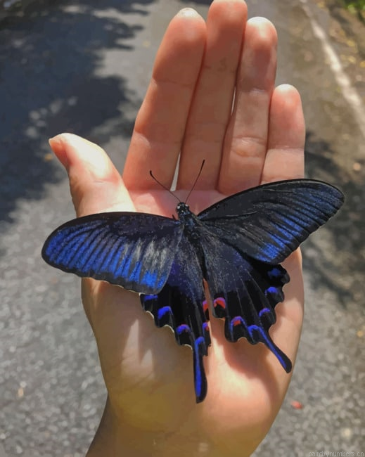 Blue And Black Butterfly Insects Painting By Numberss.png