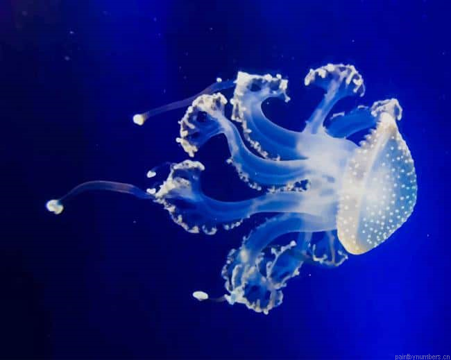 Blue And White Jellyfish Painting By Numberss.png